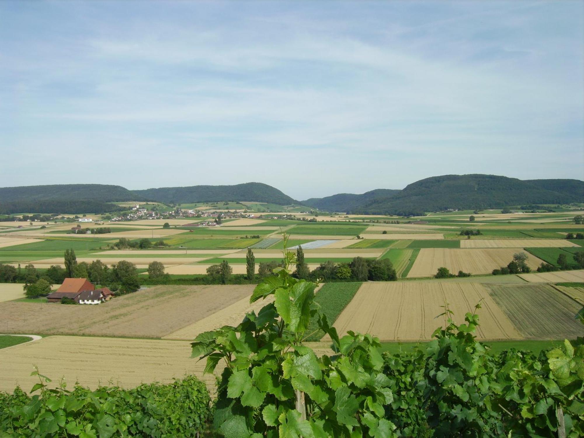 Rueedi - Weinfasshotel Trasadingen Экстерьер фото